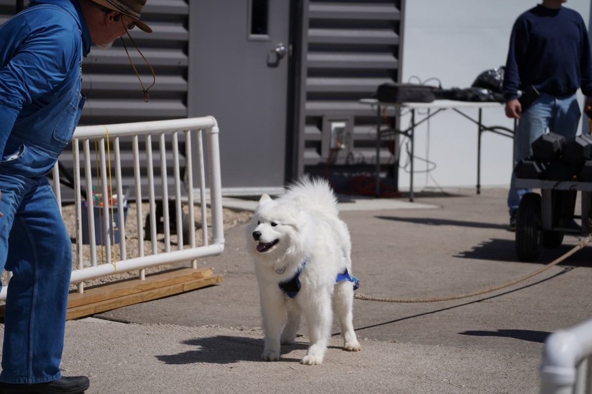 Pooch Pull Pooch Pull