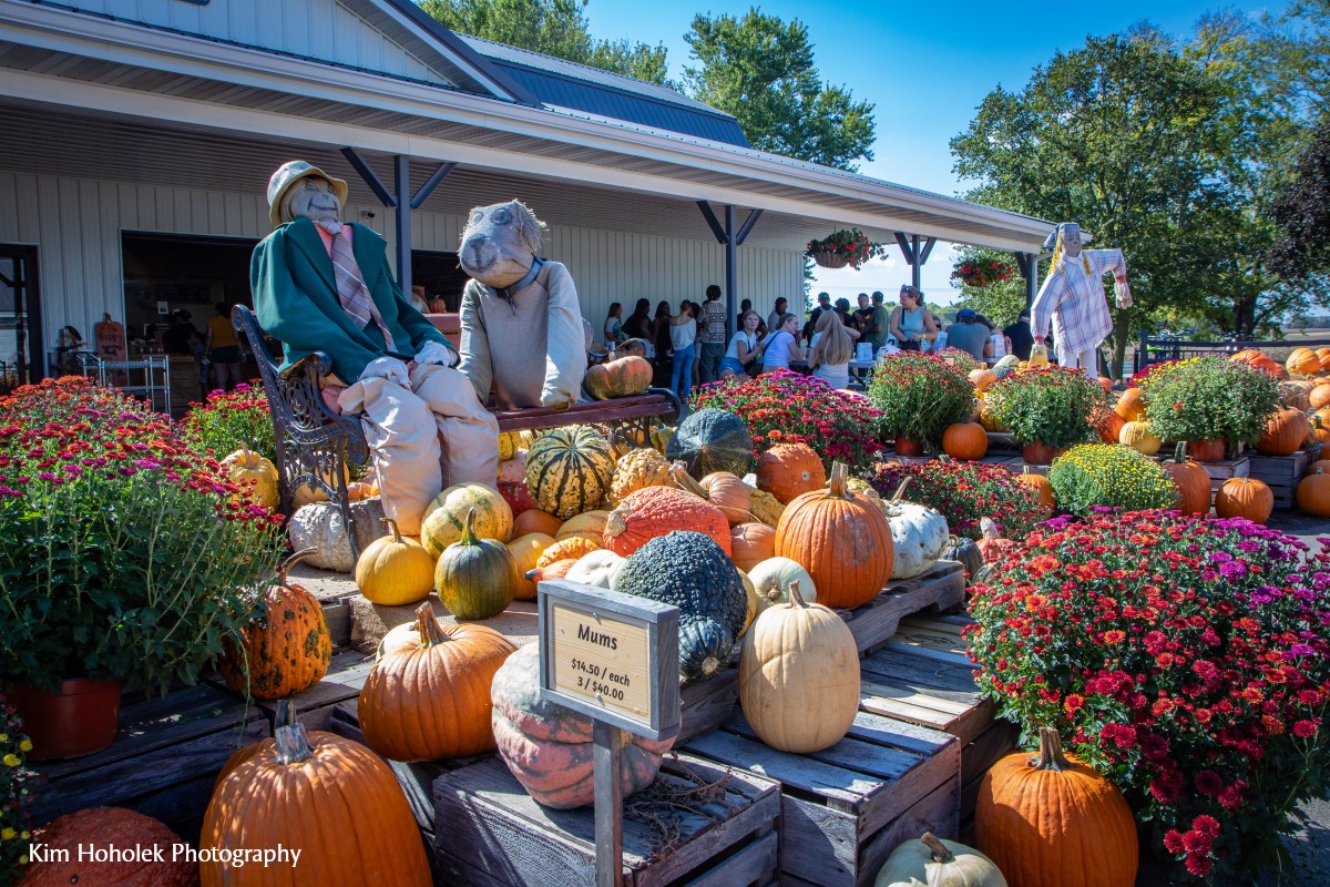 Skelly's Corn Maze & Fall Festival Skelly's Corn Maze & Fall Festival