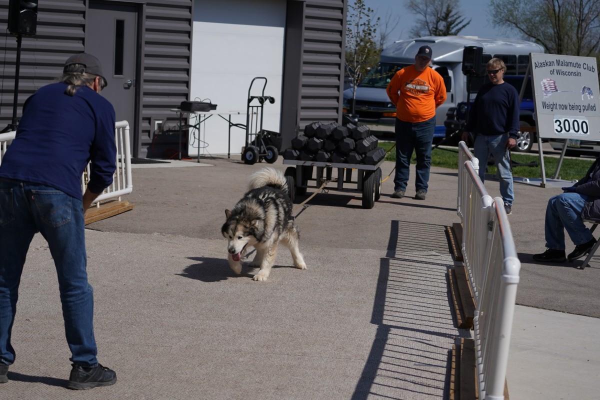 Pooch Pull Pooch Pull