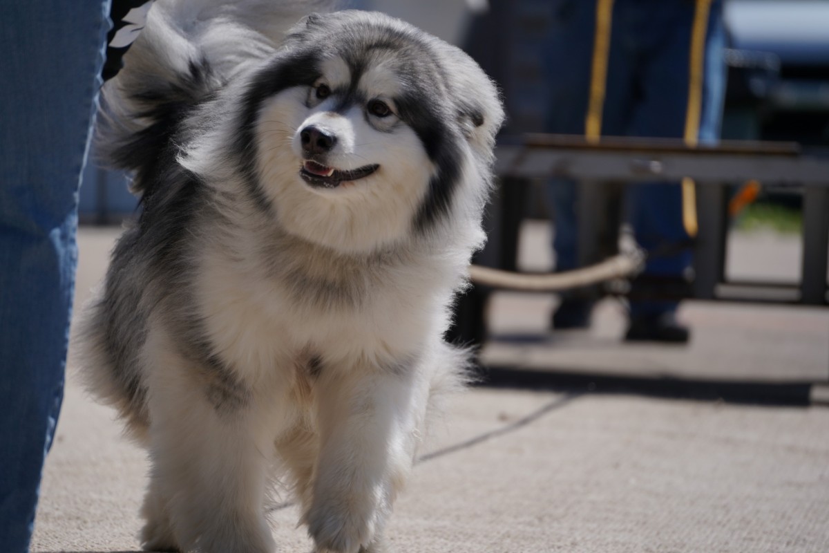 Pooch Pull Pooch Pull