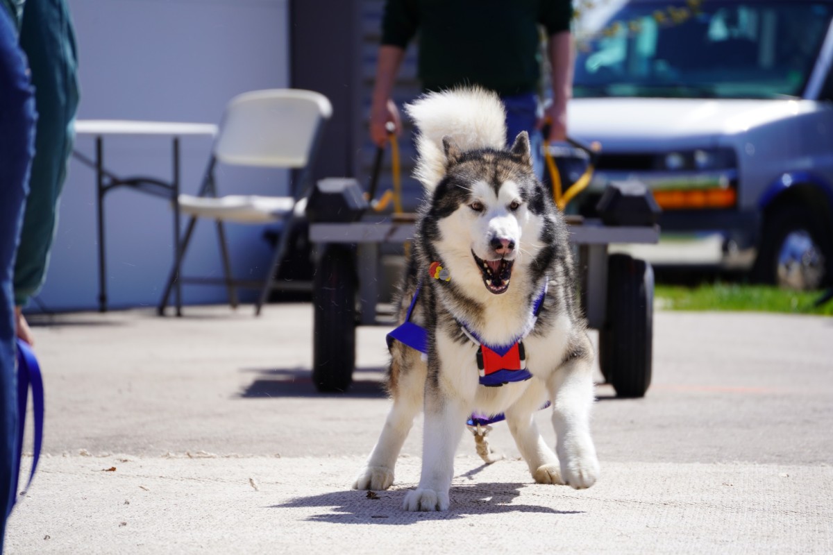 Pooch Pull Pooch Pull