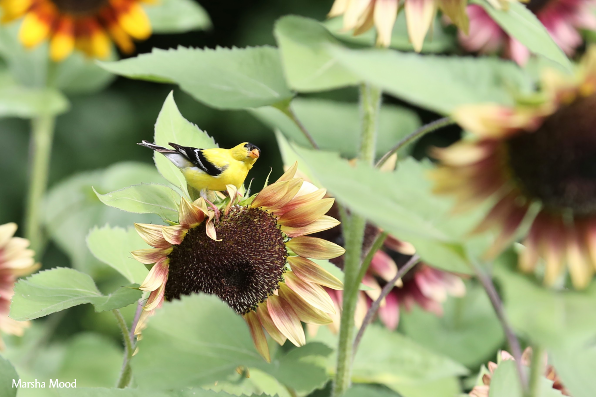 Naturalists in the Garden: Bird Watching Naturalists in the Garden: Bird Watching
